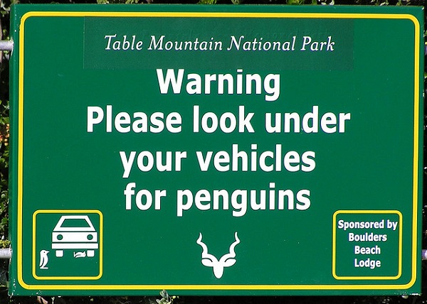 Ce qui explique ce panneau d’information cocasse mais certainement très utile posé sur les parkings de Boulders’ beach.