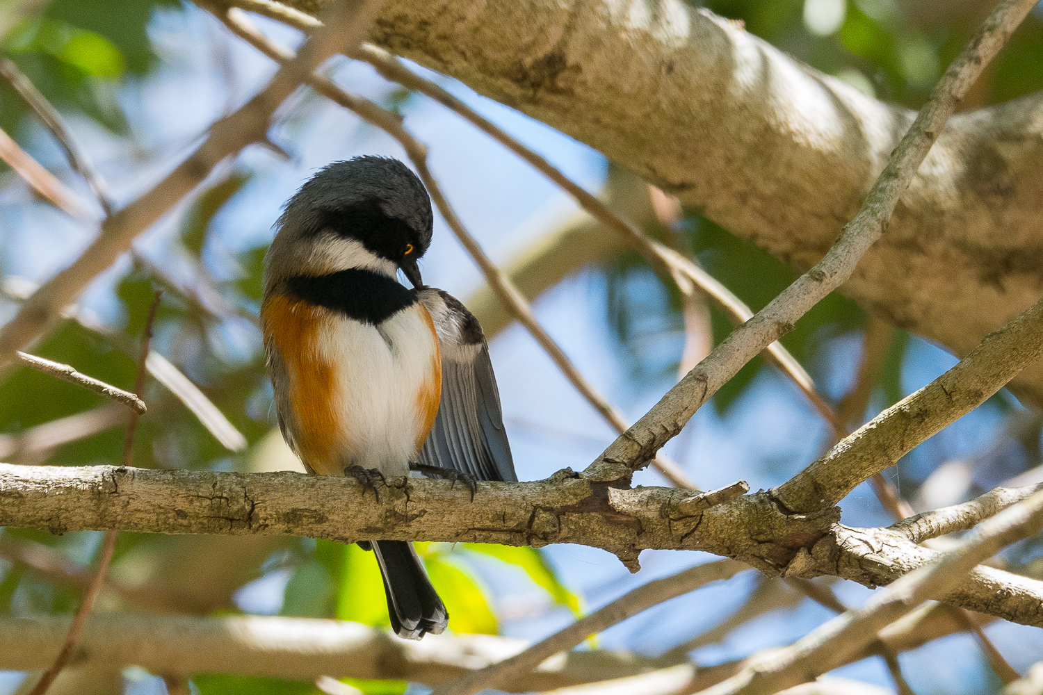 Pririt du Cap mâle (Cape Batis, Batis capensis) se toilettant, Kirstenbosch National Botanical Gardens.