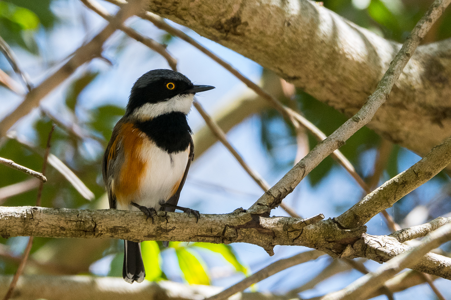 Pririt du Cap mâle (Cape Batis, Batis Capensis), Kirstenbosch National Botanical gardens, Cape town, Afrique du sud