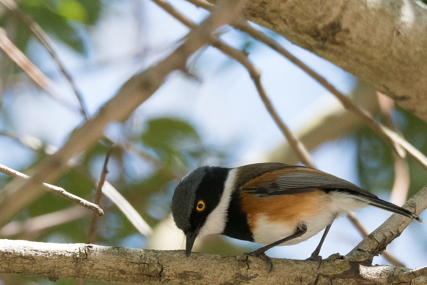 Pririt du Cap mâle (Cape Batis, Batis capensis), Kirstenbosch National Botanical Gardens.