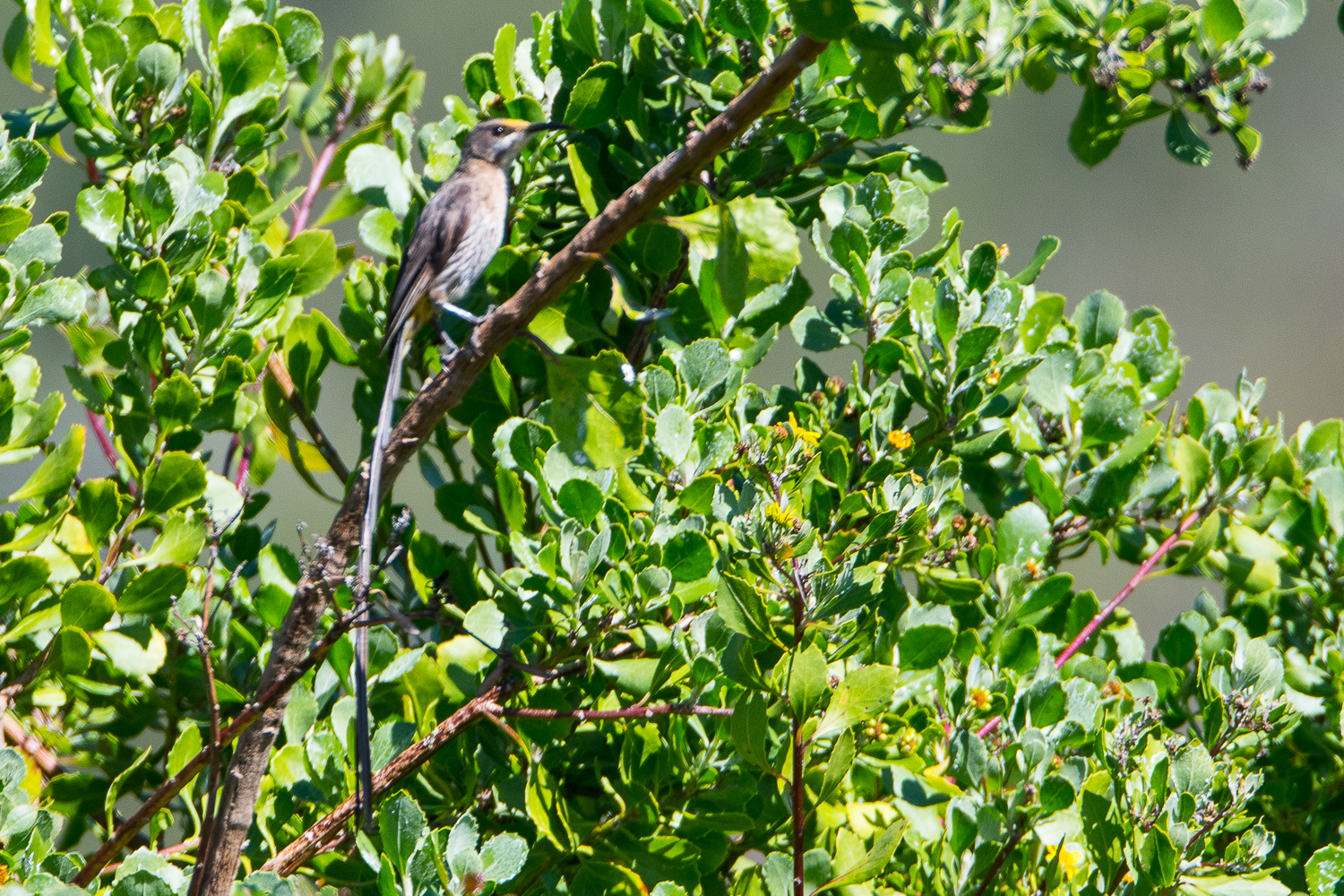 Promerops du Cap (Cape sugarbird, Promerops cafer), jeune mâle adulte, Kirstenbosch National Botanical Gardens.