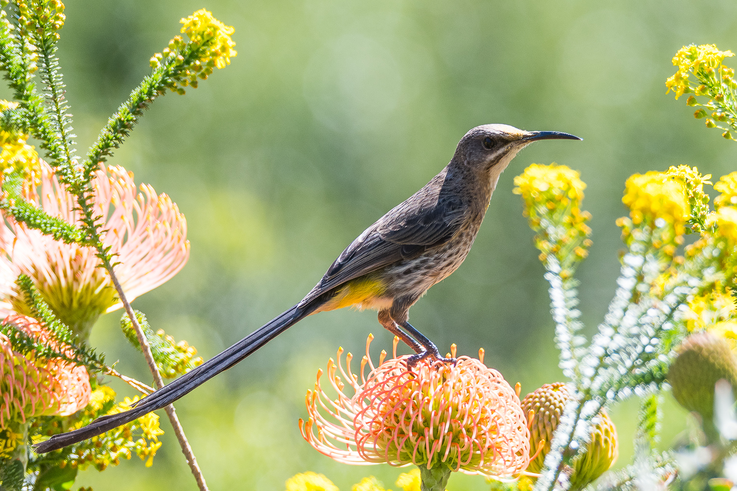 Promerops du Cap femelle  (Cape sugarbird, Promerops cafer) sur une fleur de protea, Kirstenbosch National Botanical Gardens.