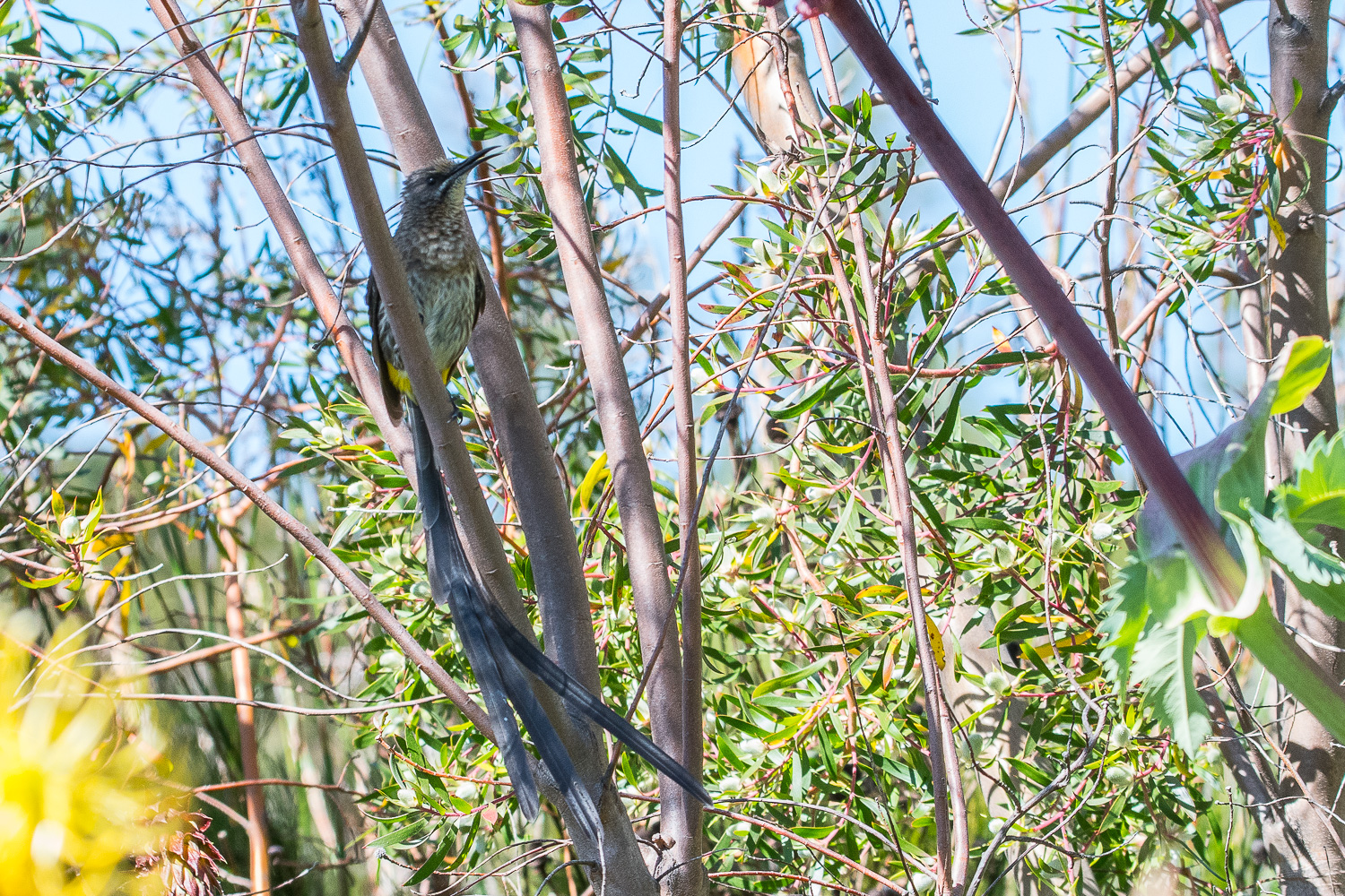 Promerops du Cap mâle adulte (Cape sugarbird, Promerops cafer) chantant, Kirstenbosch National Botanical Gardens, Western Cape, Afrique du sud.