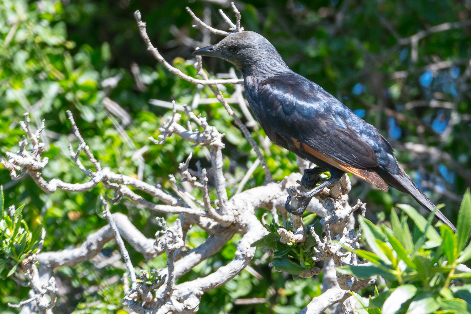Rufipenne morio, femelle adulte (Red-winged starling, Onychognathus morio), Boulders’ beach, Western Cape, Afrique du sud.