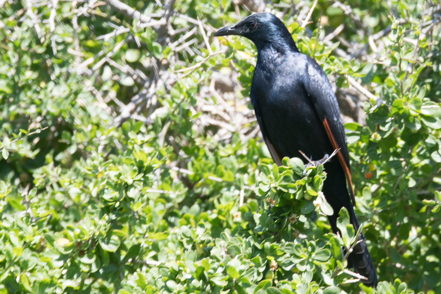 Rufipenne morio, mâle adulte (Red-winged starling, Onychognathus morio), Boulders beach, Cape town, Afrique du sud.