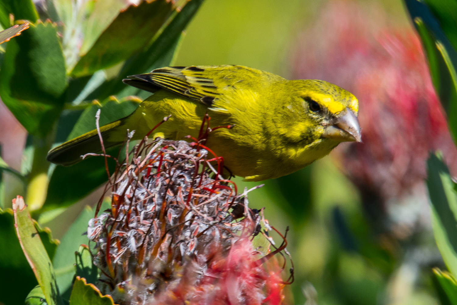 Serin soufré mâle (Brimstone canary, Cithagra sulphuratus), portrait, Kirstenbosch National Botanical gardens.