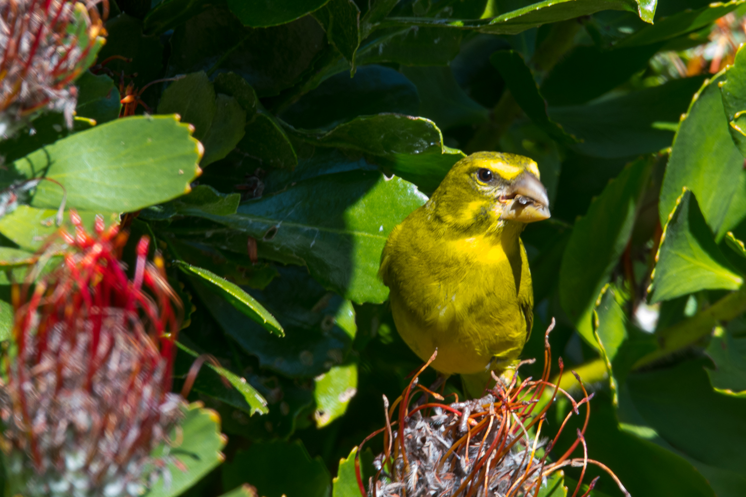 Serin soufré mâle (Brimstone canary, Cithagra sulphuratus) dégustant des graines de protea, Kirstenbosch Botanical gardens.