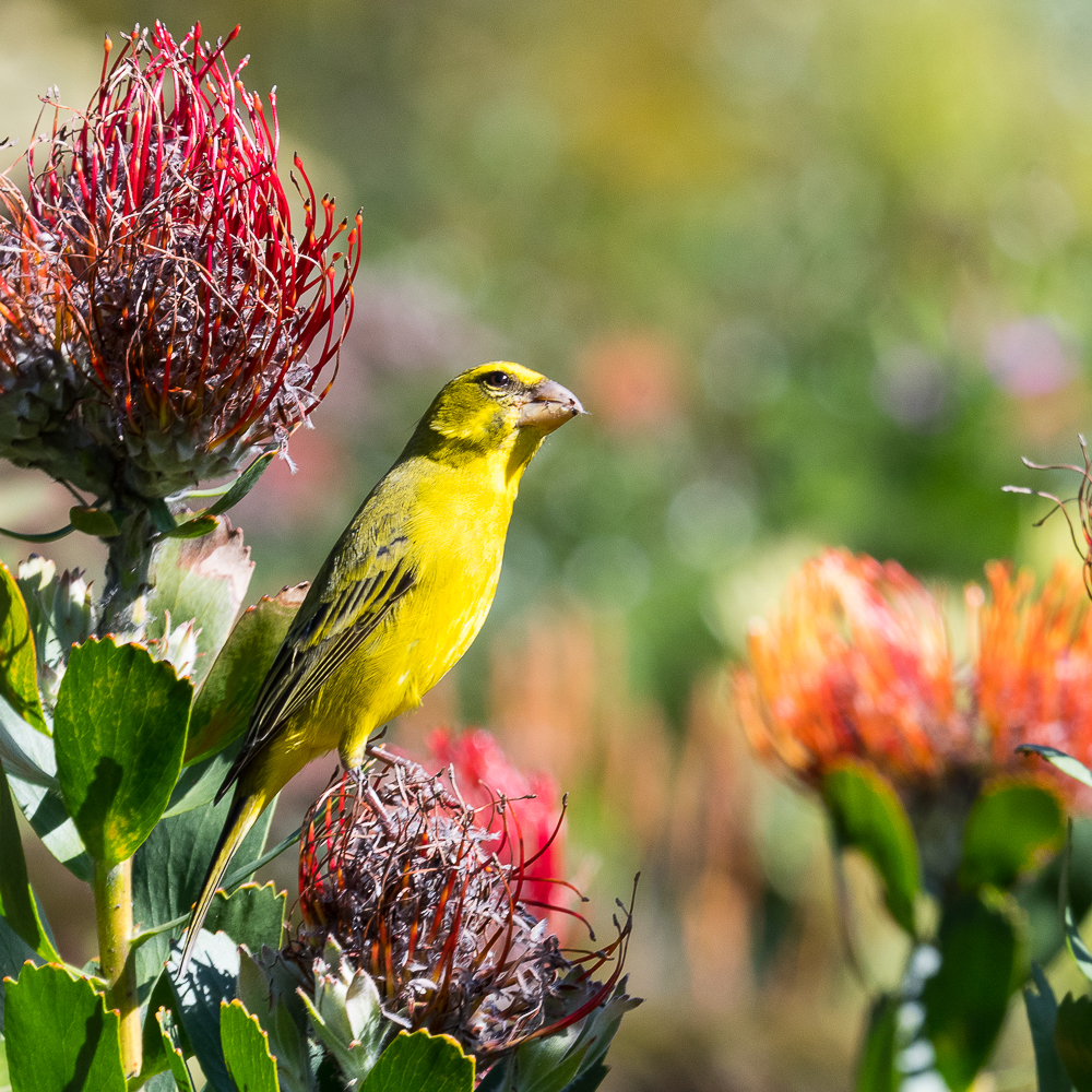 Serin soufré mâle (Brimstone canary, Cithagra sulphuratus) mangeant des graines de proteas, Kirstenbosch National Botanical gardens, Afrique du Sud. 