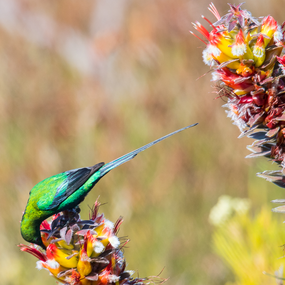 Souimanga malachite (Malachite sunbird, Nectarinia famosa), mâle nuptial butinant des fleurs du fynbos, Cape Peninsula National Park, Afrique du sud. 