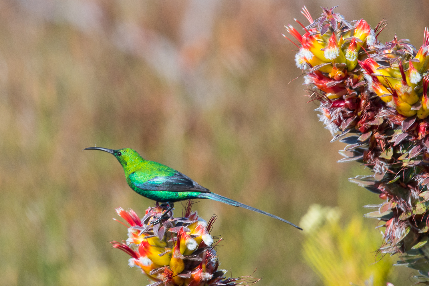 Souimanga malachite (Malachite sunbird, Nectarinia famosa), mâle nuptial butinant des fleurs sauvages, Cape Peninsula National Park, Afrique du sud