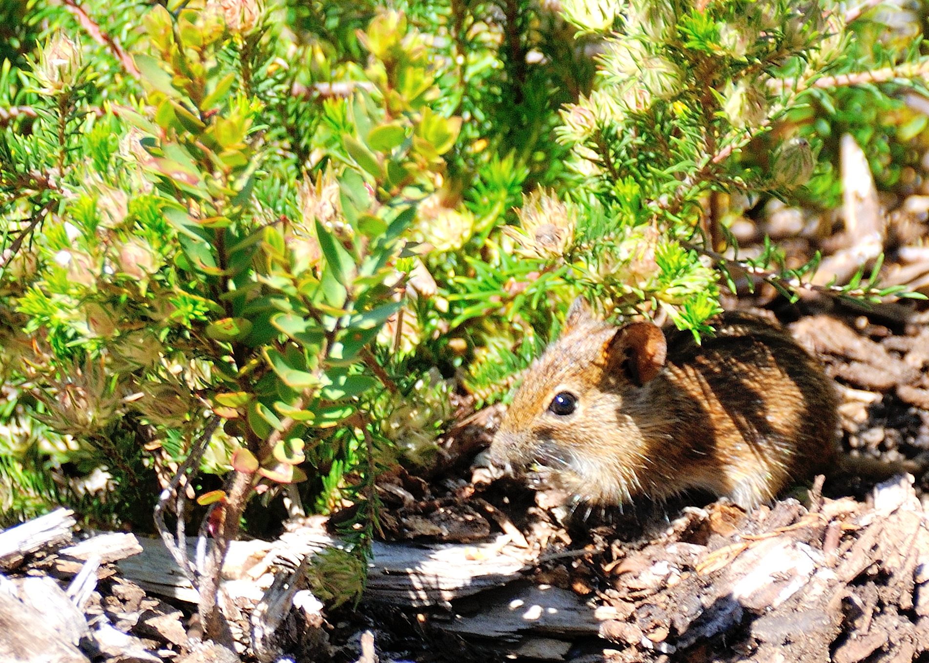 Souris rayée Africaine (Four-striped grass mouse, Rhabdomys Pumilio), Boulders' beach, Western Cape, Afrique du Sud.