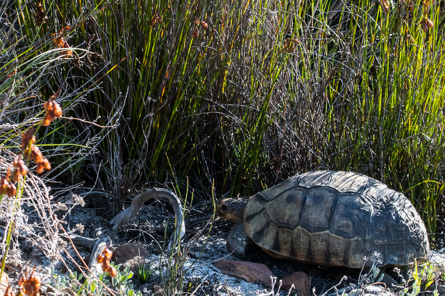 Tortue à soc d'Afrique du sud (Angulate tortoise, Chersina angulata), détails de la carapace, 