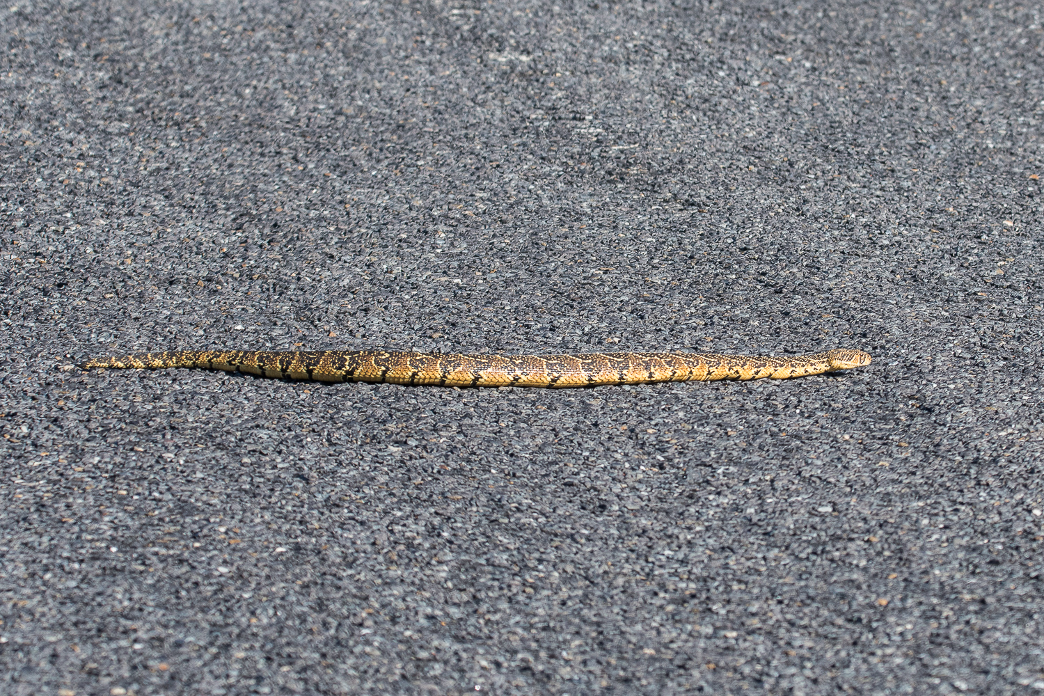 Vipère heurtante (Puff adder, Bitis arietans) traversant la route dans le Cape Peninsula National Park, Cape Town, Afrique du Sud.