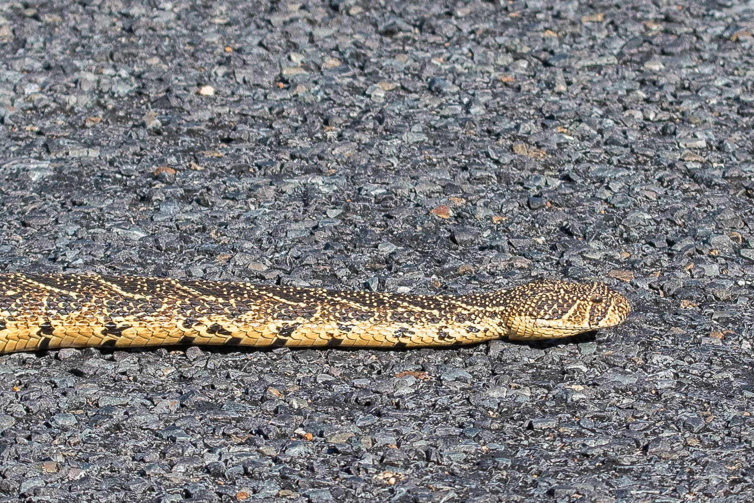 Vipère heurtante (Puff adder, Bitis arietans) traversant la route dans le Cape Peninsula National Park, Western Cape, Afrique du Sud : Gros plan. 