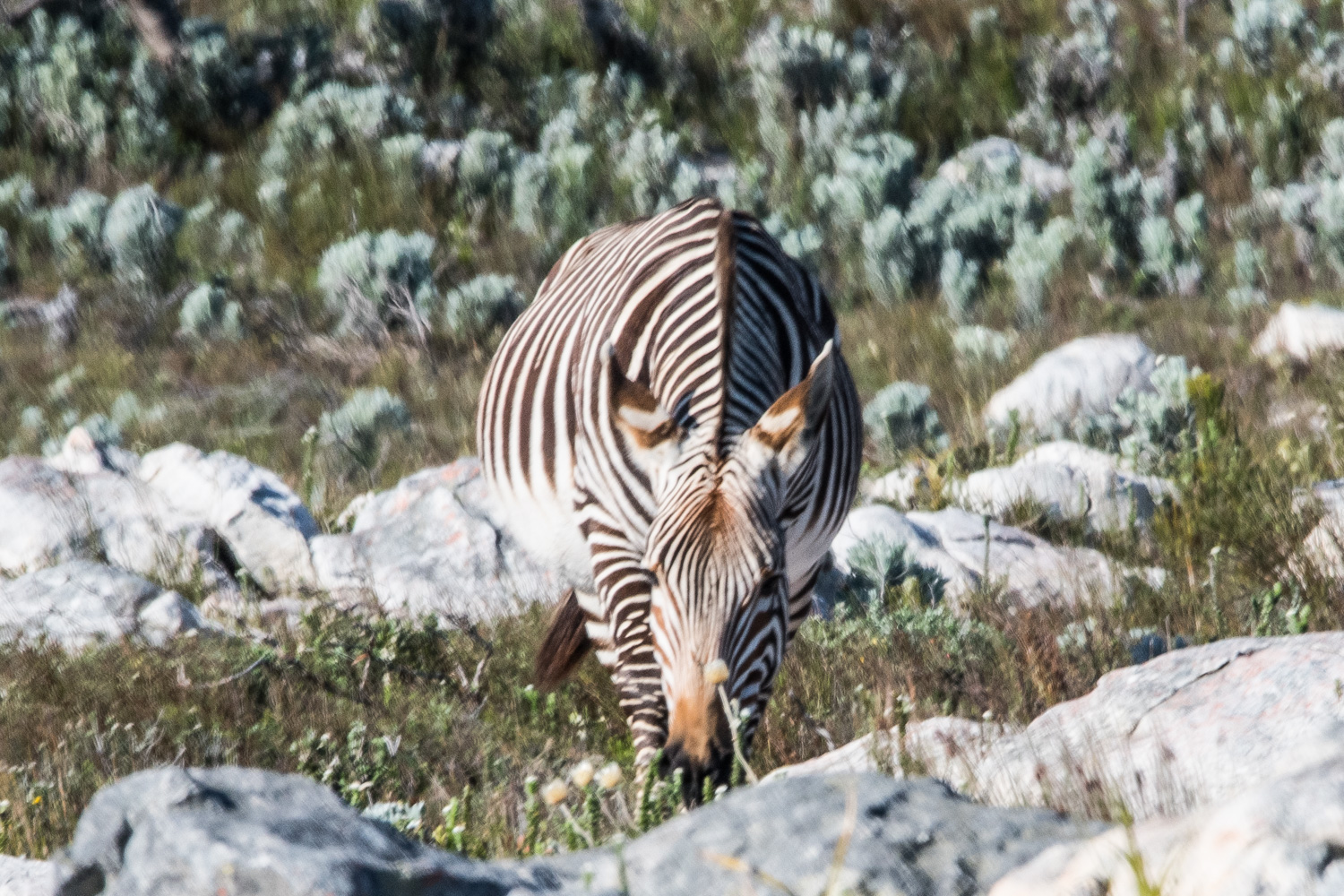 Zèbre de montagne (Mountain Zebra, Equus (hippotigris) zebra), femelle gravide, Cape Peninsula National Park. 