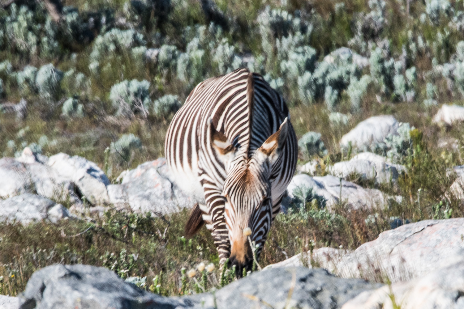 Zèbre de montagne (Mountain Zebra, Equus (hippotigris) zebra), femelle gravide, Cape Peninsula National Park. 