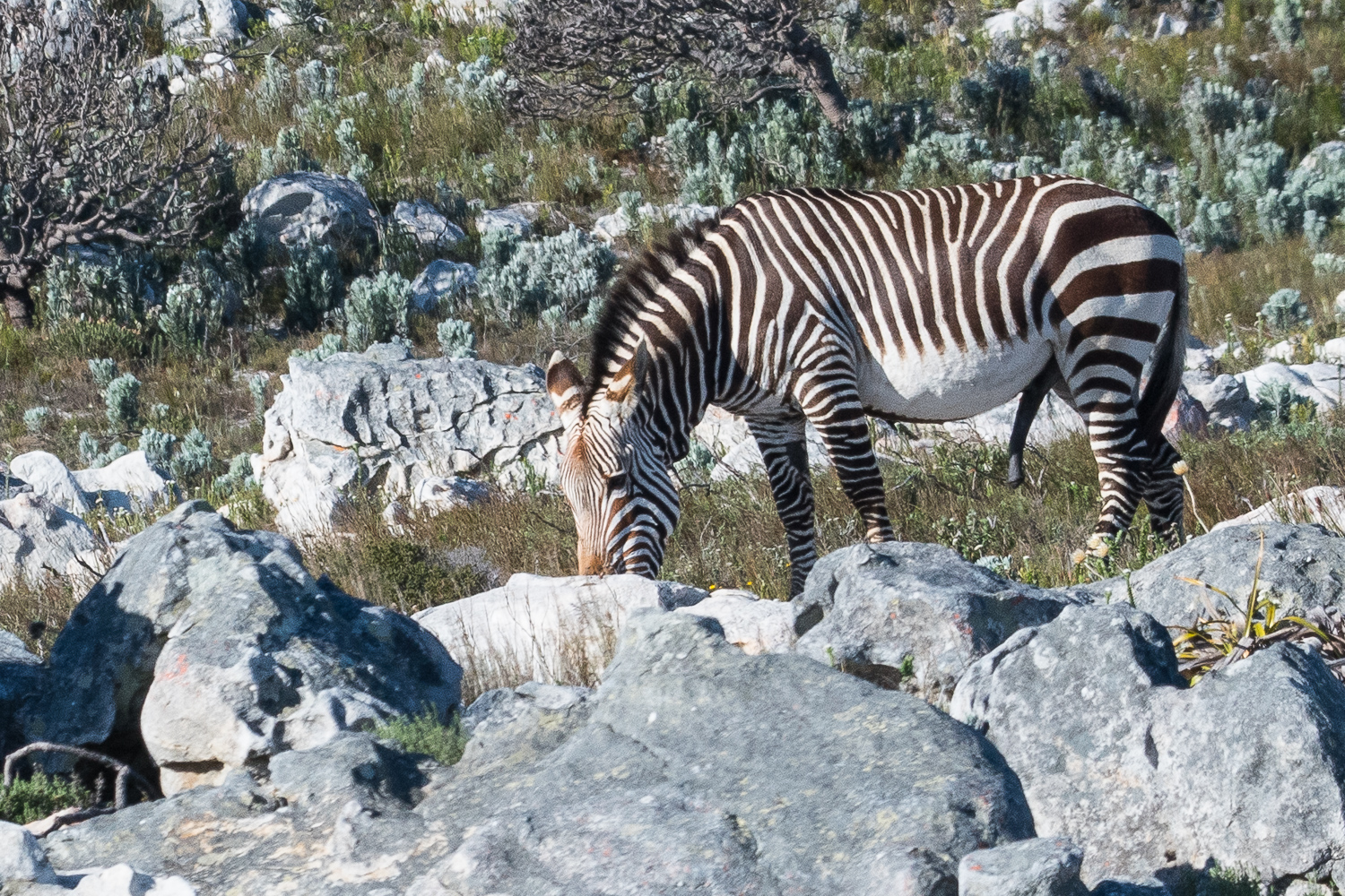 Zèbre de montagne mâle (Mountain Zebra, Equus (hippotigris) zebra) particulièrement en forme! , Cape peninsula National Park, Western Cape, Afrique du sud. 