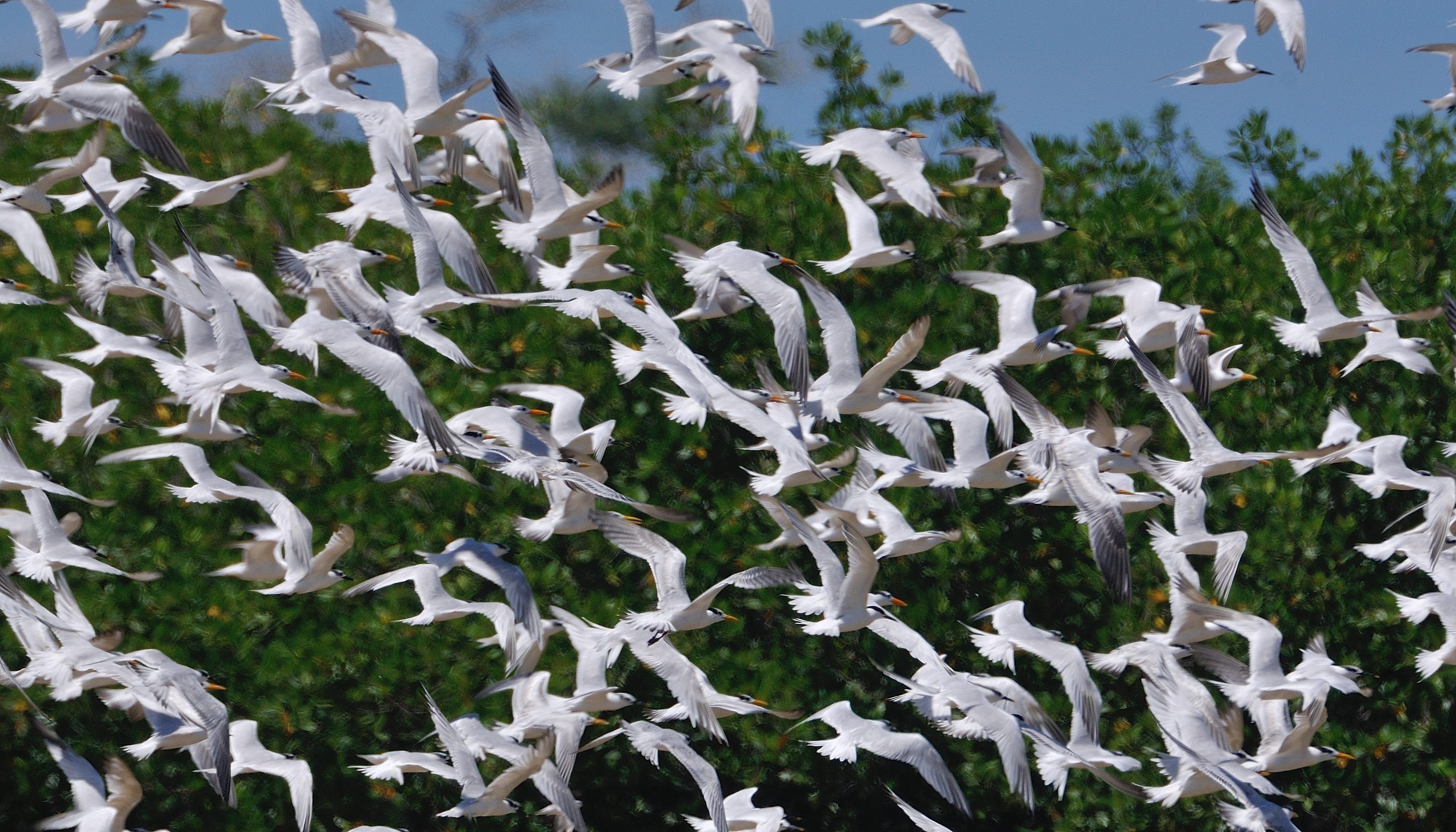 Envol de sternes royales (Sterna maxima)et naines (Sterna Albifrons) en plumage internuptial, Réserve Naturelle d'Intérêt Communautaire de La Somone, Sénégal