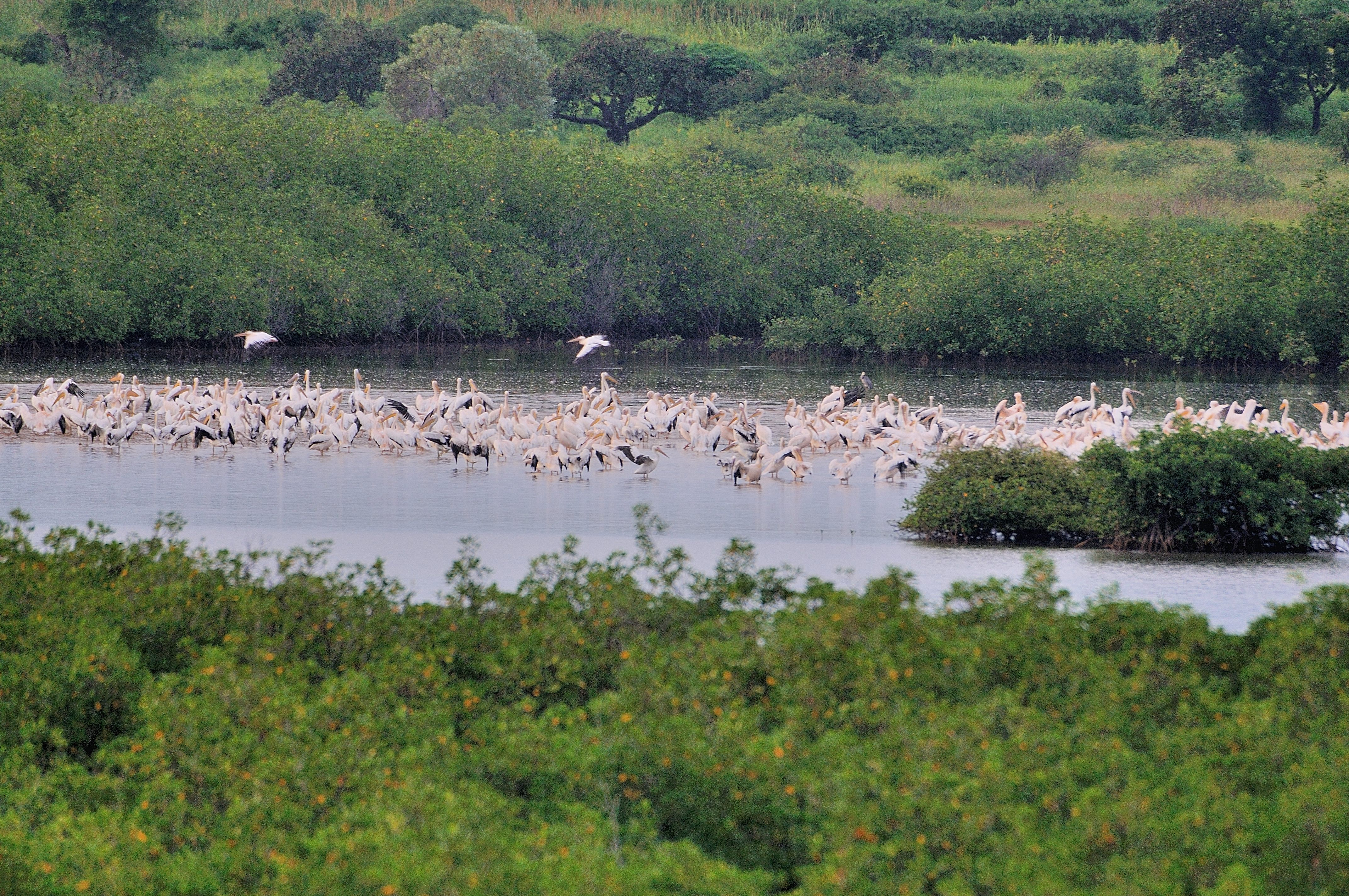Lagune de la Somone vue de notre terrasse au grossissement 800 (extrémité Nord-Ouest, 15 Sept). Rassemblement des Pélicans Blancs avant leur départ pour le Djoudj.