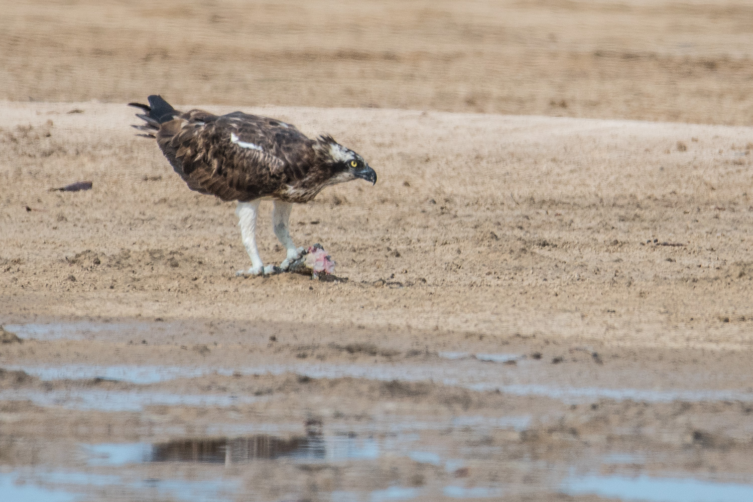 Balbuzard Pêcheur adulte (Osprey, Pandion Haeliatus) dégustant son poisson sur le sable de la lagune en surveillant l’éventuelle approche d’autres oiseaux susceptibles de lui voler son repas.  Réserve intercommunautaire de la Somone.