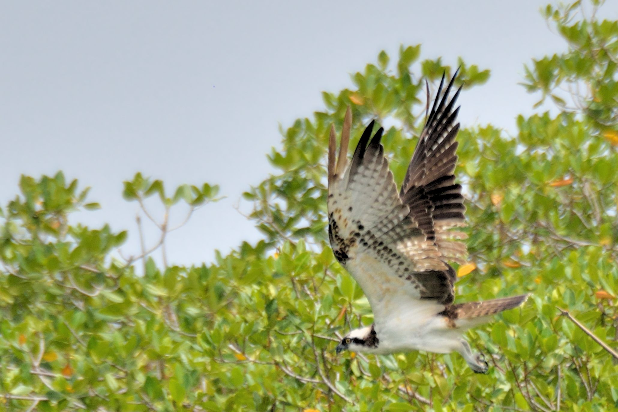 Envol d’un Balbuzard pêcheur (Osprey, Pandion Haliaetus), perché sur la mangrove, Lagune de la Somone.