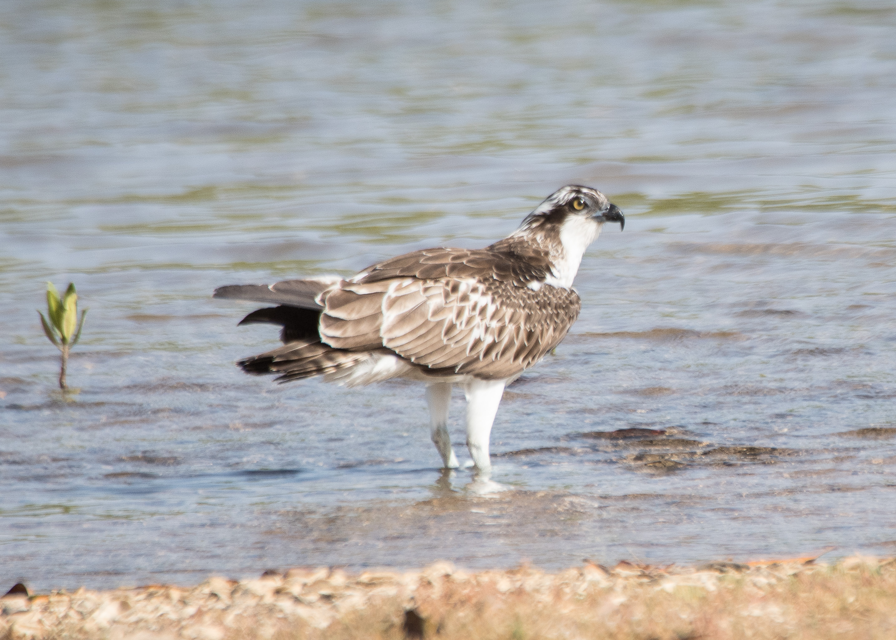 Balbuzard Pêcheur juvénile les pattes dans l’eau, s’apprêtant à se tremper dans l’eau pour se rafraichir ou faire sa toilette. Lagune de la Somone, Sénégal.