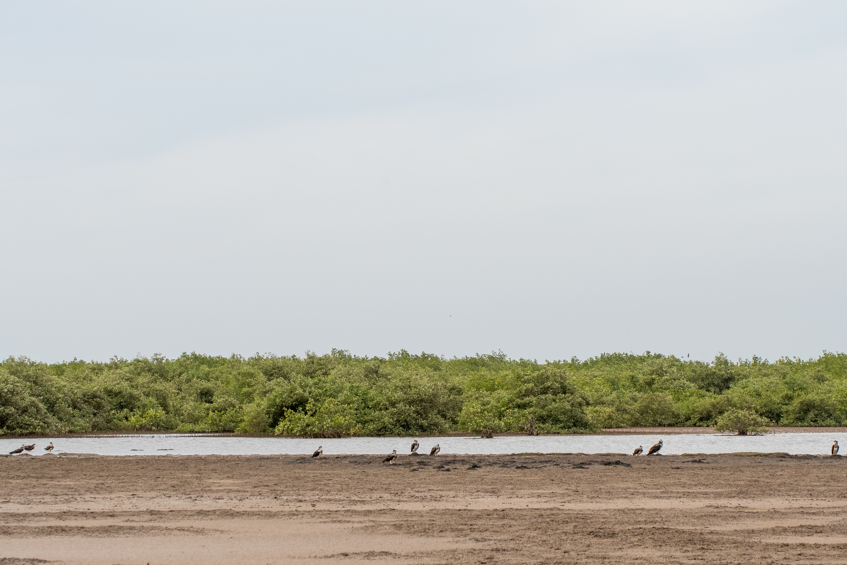 Balbuzards Pêcheurs (Osprey, Pandion Haliaetus, 10 individus répartis sur 25m) se reposant vers 13h sur le sable de la zone de comptage de la lagune Est, Réserve Naturelle d'intérêt communautaire de la Somone.