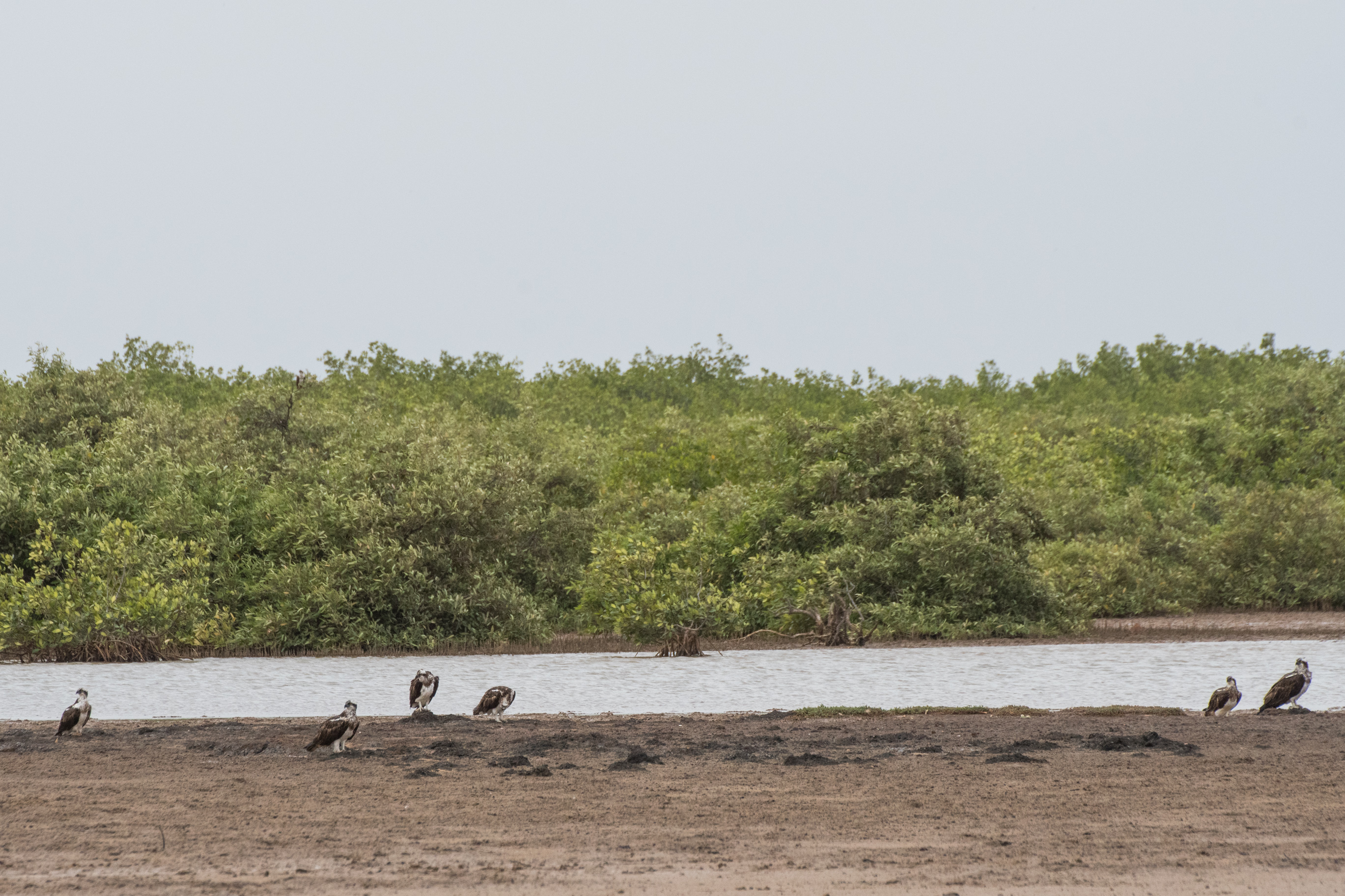 Balbuzards Pêcheurs (Osprey, Pandion Haliaetus, groupe de 6 individus répartis sur 15m) se reposant vers 13h sur la zone de comptage située à l’Est de la  lagune de la Somone, Sénégal.