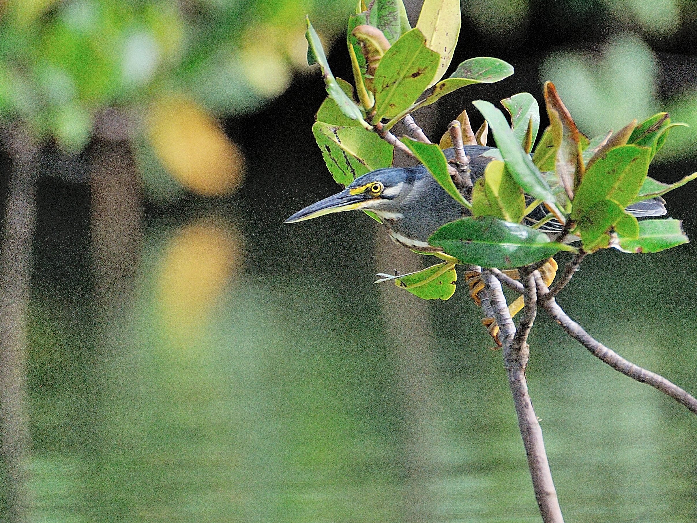 Bouquet de mangrove de 4 à 5 ans, déjà assez développé pour cacher un Héron striè (Striated Heron, Butorides Striata)