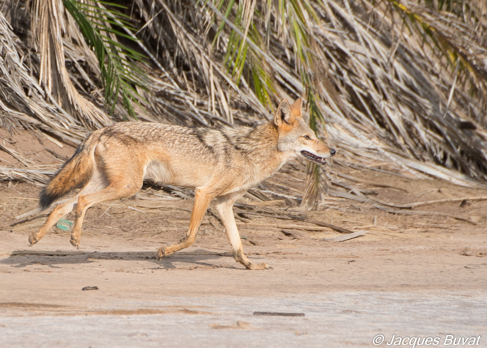 Loup du Sénégal (Senegalese wolf, Canis Anthus anthus) galopant le long de la lagune de la Somone.