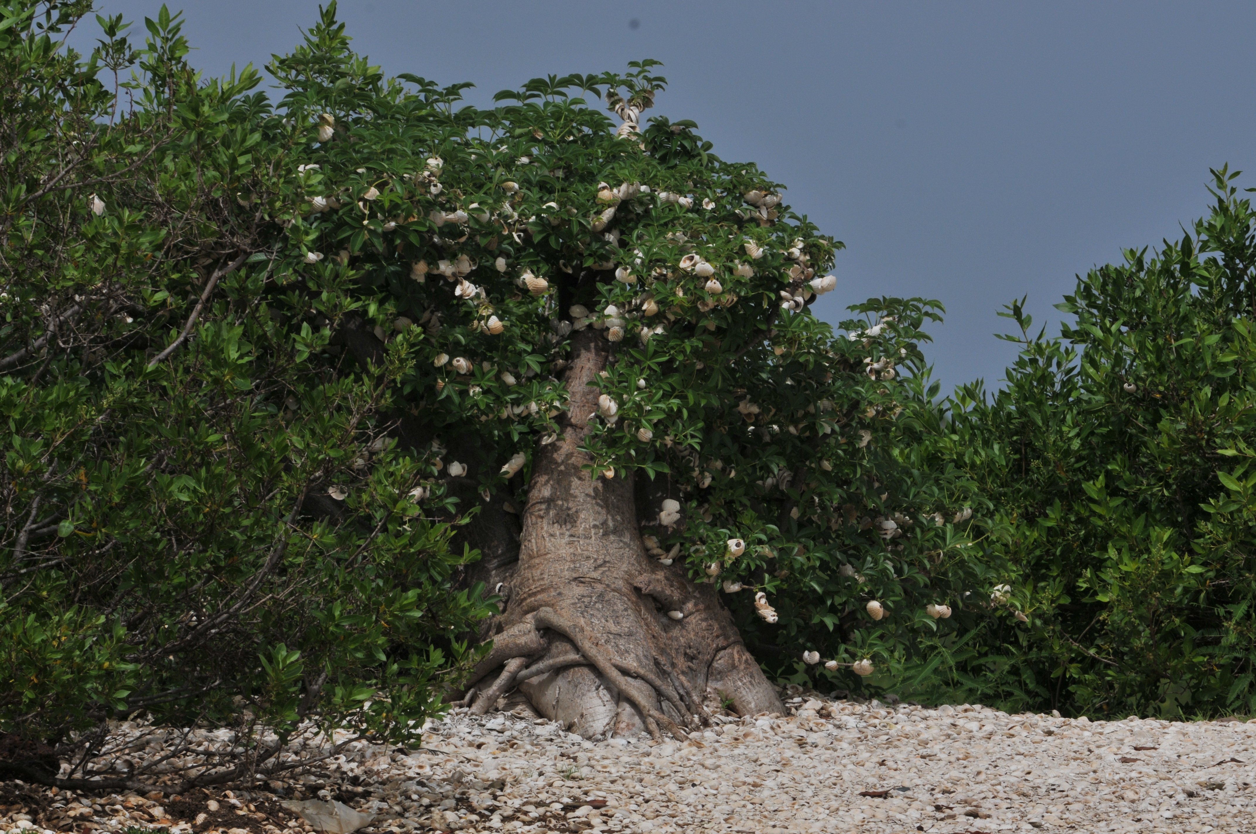 Le baobab sacré de la Somone, paré des coquilles de coques qui y ont été accrochées pour aider la réalisation des vœux qu’elles supportent.