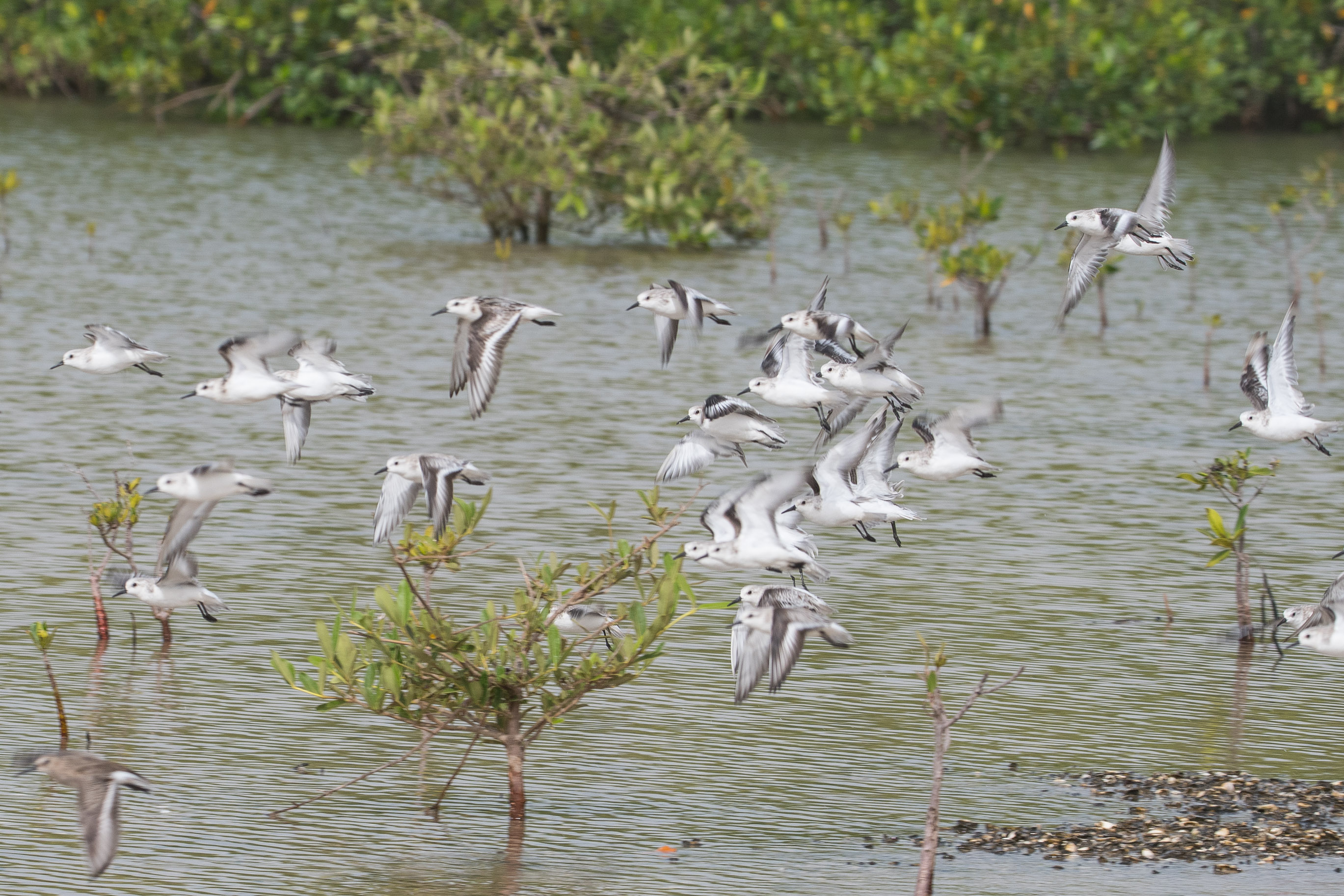 Envol de Bécasseaux Sanderling (Sanderlings, Calidris alba) dans une zone de repousse de la mangrove, Réserve Naturelle d'intérêt Communautaire de la Somone.