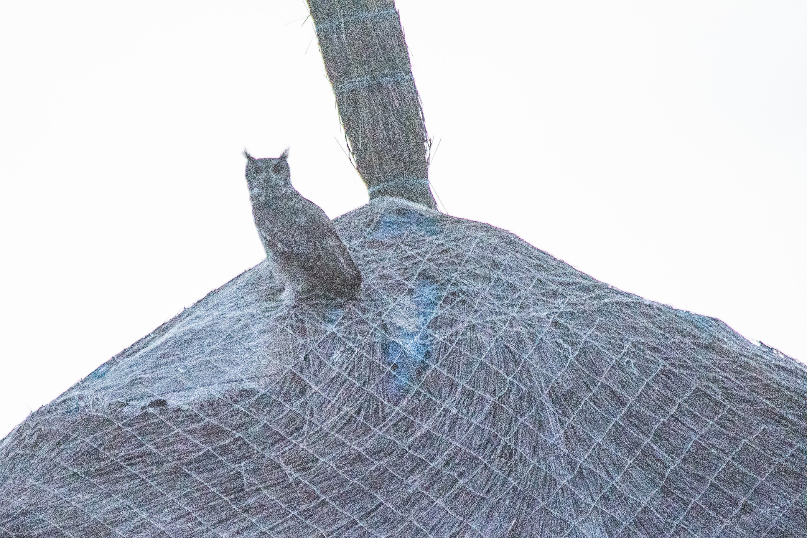 Grand-Duc Vermiculé (ex-Grand-Duc du Sahel, Greyish Eagle-Owl, Bubo Cinerascens), Réserve Naturelle d'intérêt Communautaire de la Somone.