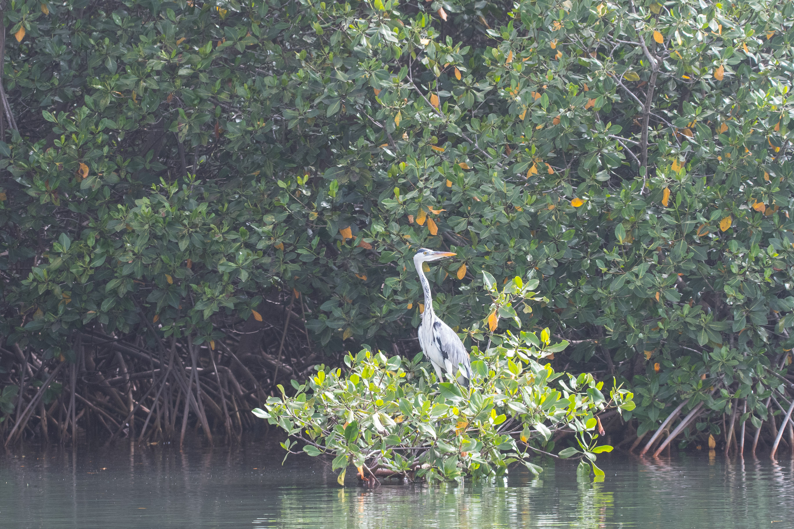Héron cendré (Grey Heron, Ardea Cinerea) se reposant sur une touffe de mangrove. Réserve Naturelle d'Intérêt intercommunautaire de La Somone, Sénégal.