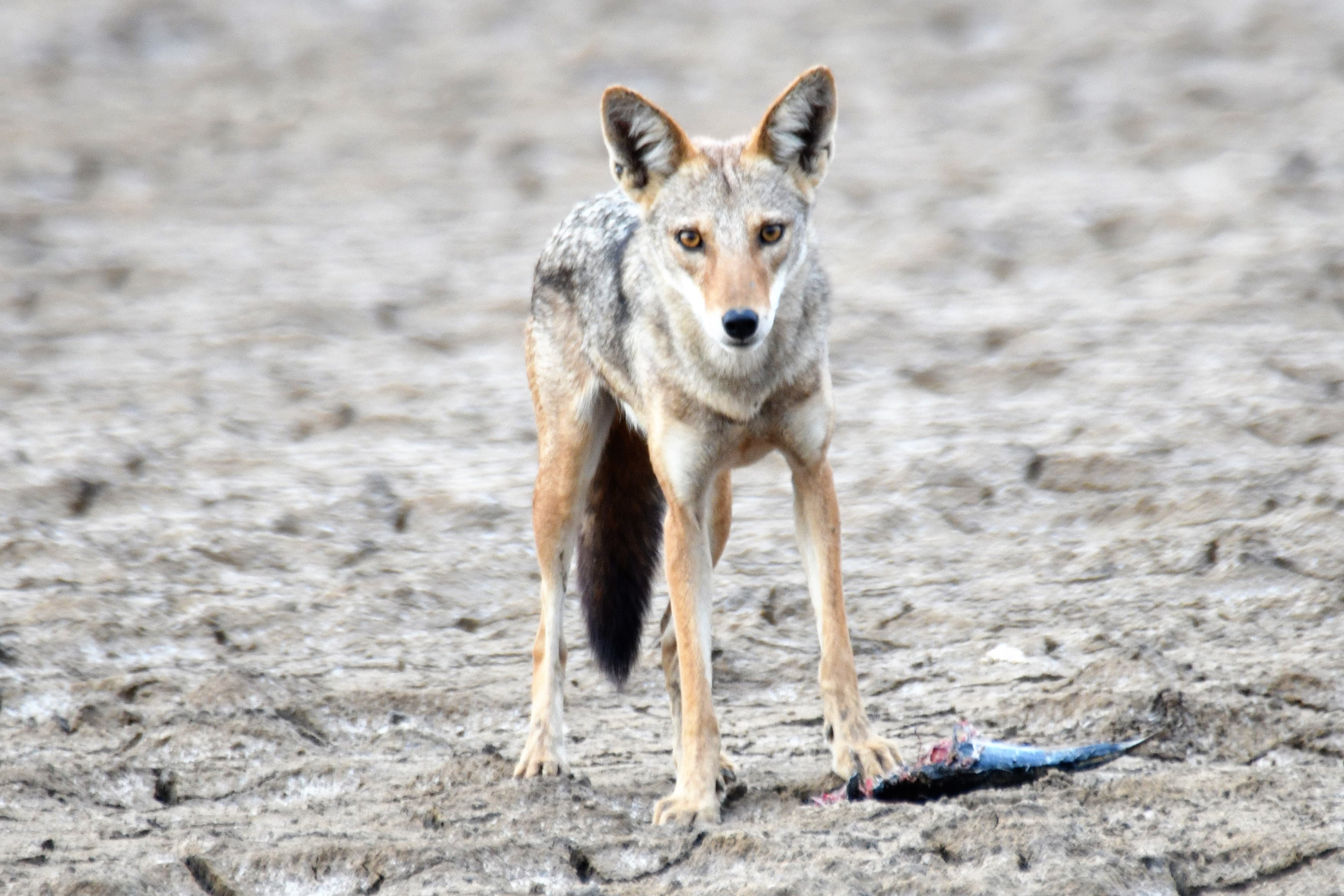 Loup du Sénégal (Senegalese wolf, Canis Anthus anthus), Réserve Naturelle d'Intérêt Communautaire de La Somone.