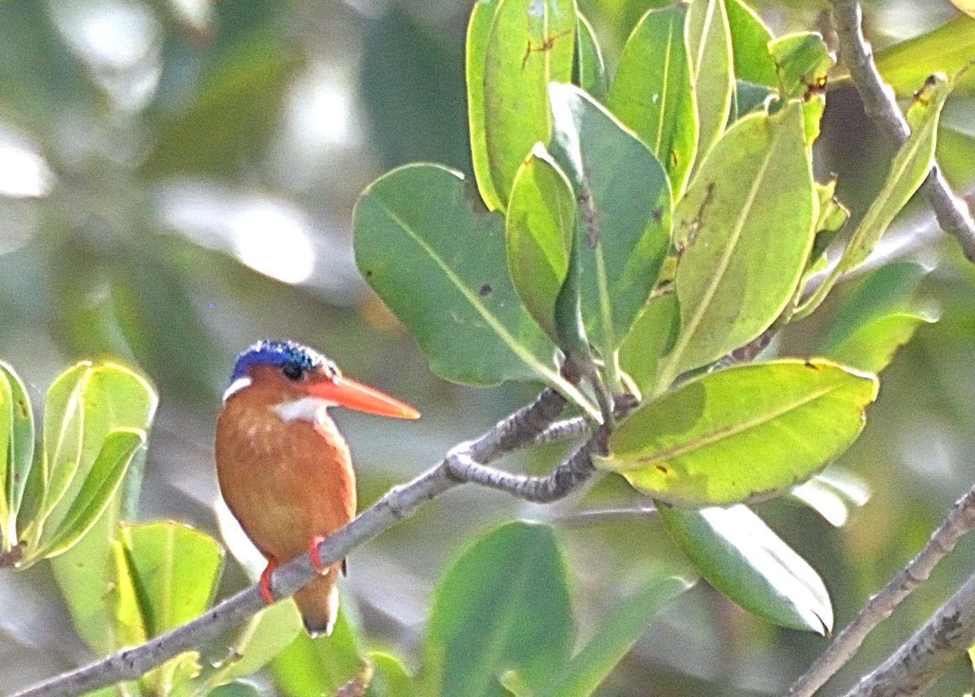 Martin-Pêcheur huppé (Malachite Kingfisher, Alcedo cristata) émergeant de la mangrove de la lagune de la Somone.