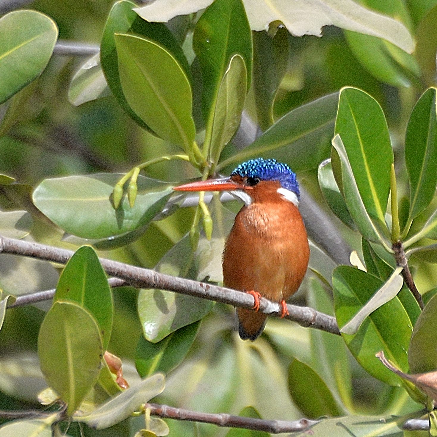 Martin-Pêcheur huppé (Malachite Kingfisher, Alcedo cristata) perché dans la mangrove de la lagune de la Somone.