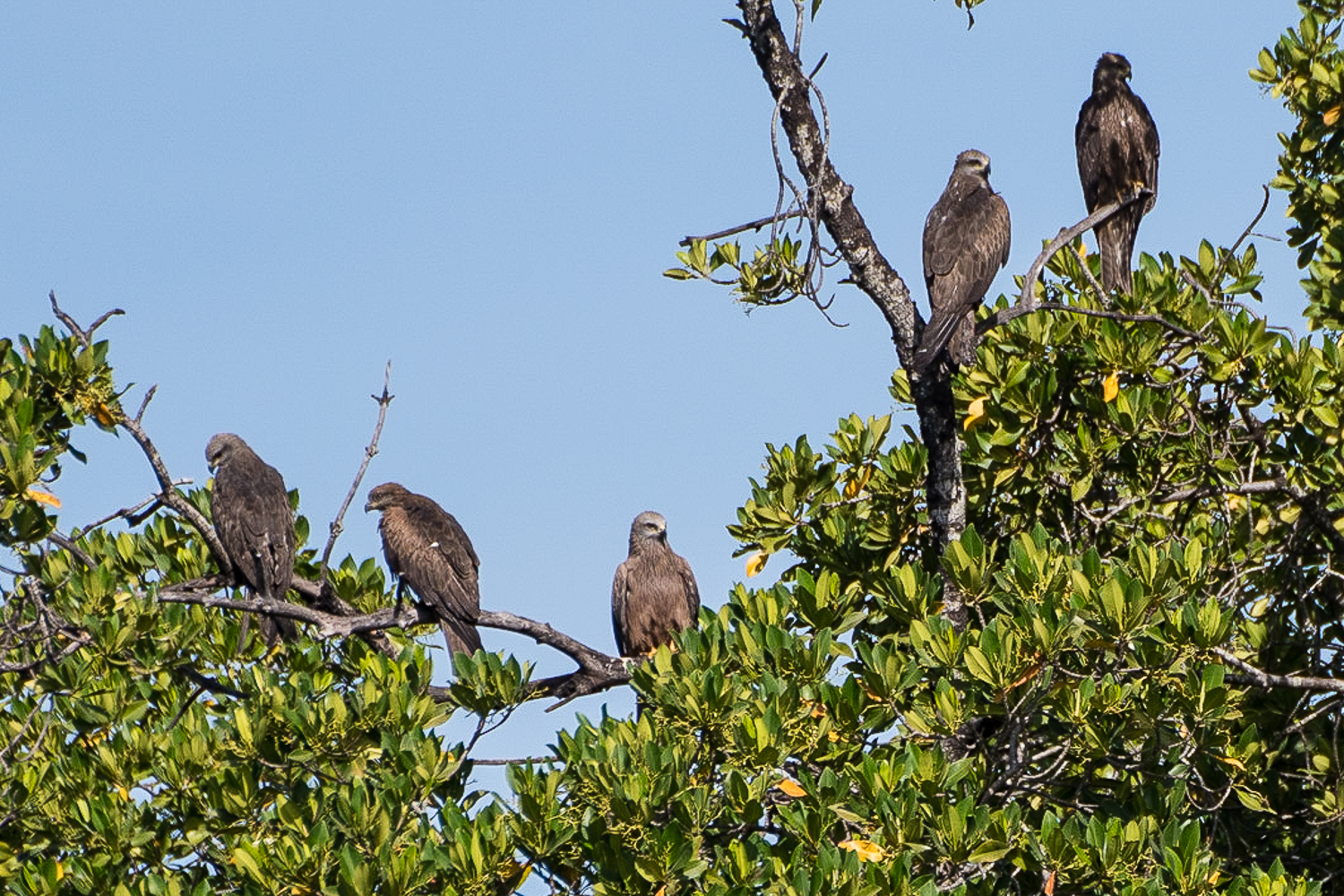 Le Milan noir (Black Kite, Milvus migrans), ici 5 individus perchés sur la mangrove, est une silhouette familière au dessus de la lagune, tout autant qu’au dessus  du village de la Somone et de sa brousse.