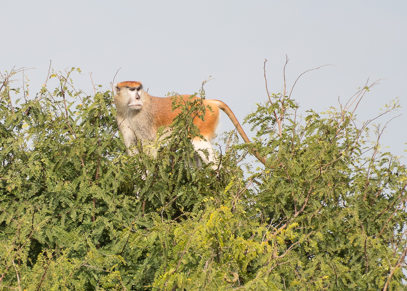 Singe Patas (Patas, Singe rouge ou Singe pleureur, Erythrocebus Patas)