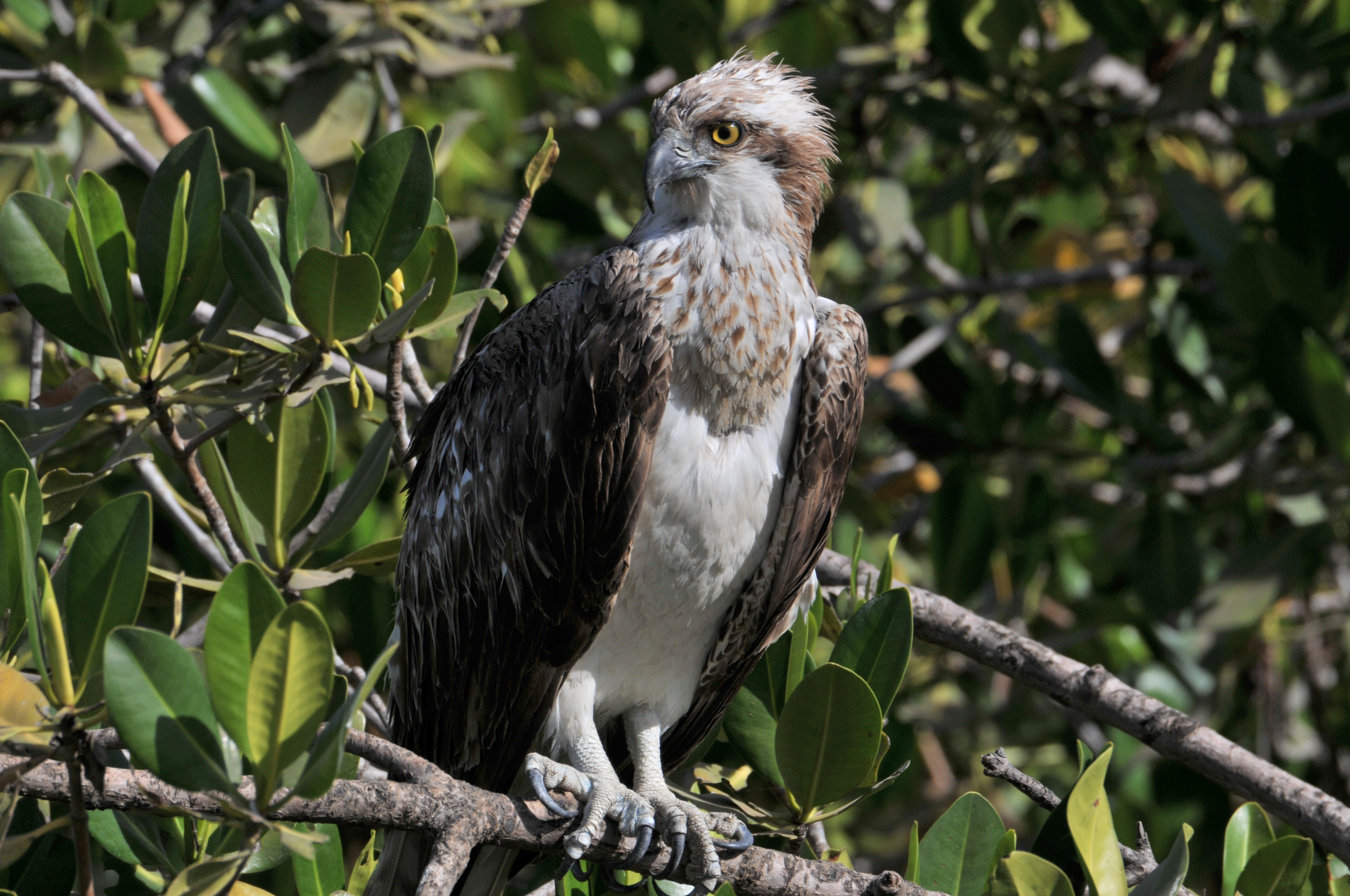 Balbuzard pêcheur (Osprey, Pandion Haliaetus) perché dans la mangrove de la lagune de la Somone.