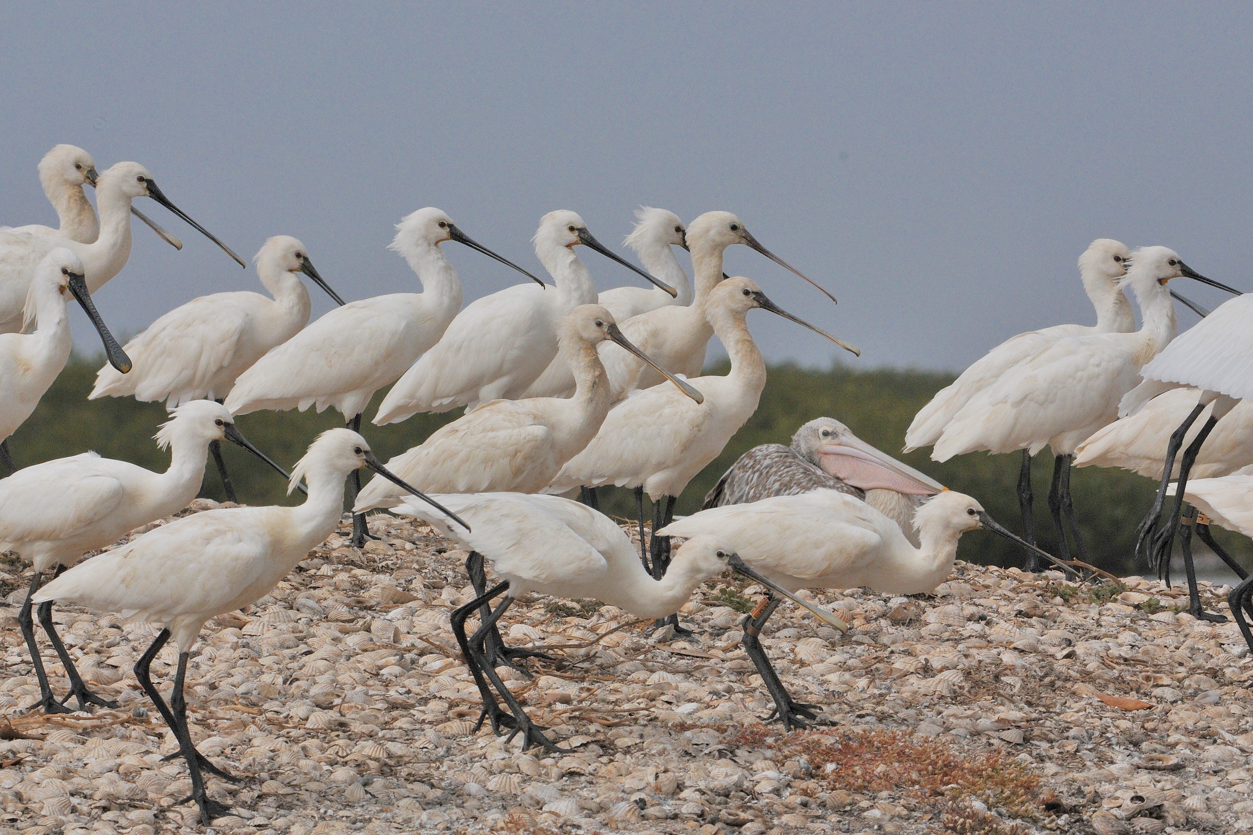 Spatules blanches (Eurasian Spoonbills, Platalea Leucorodia) se reposant sur un ilot coquillier de la lagune de la Somone.