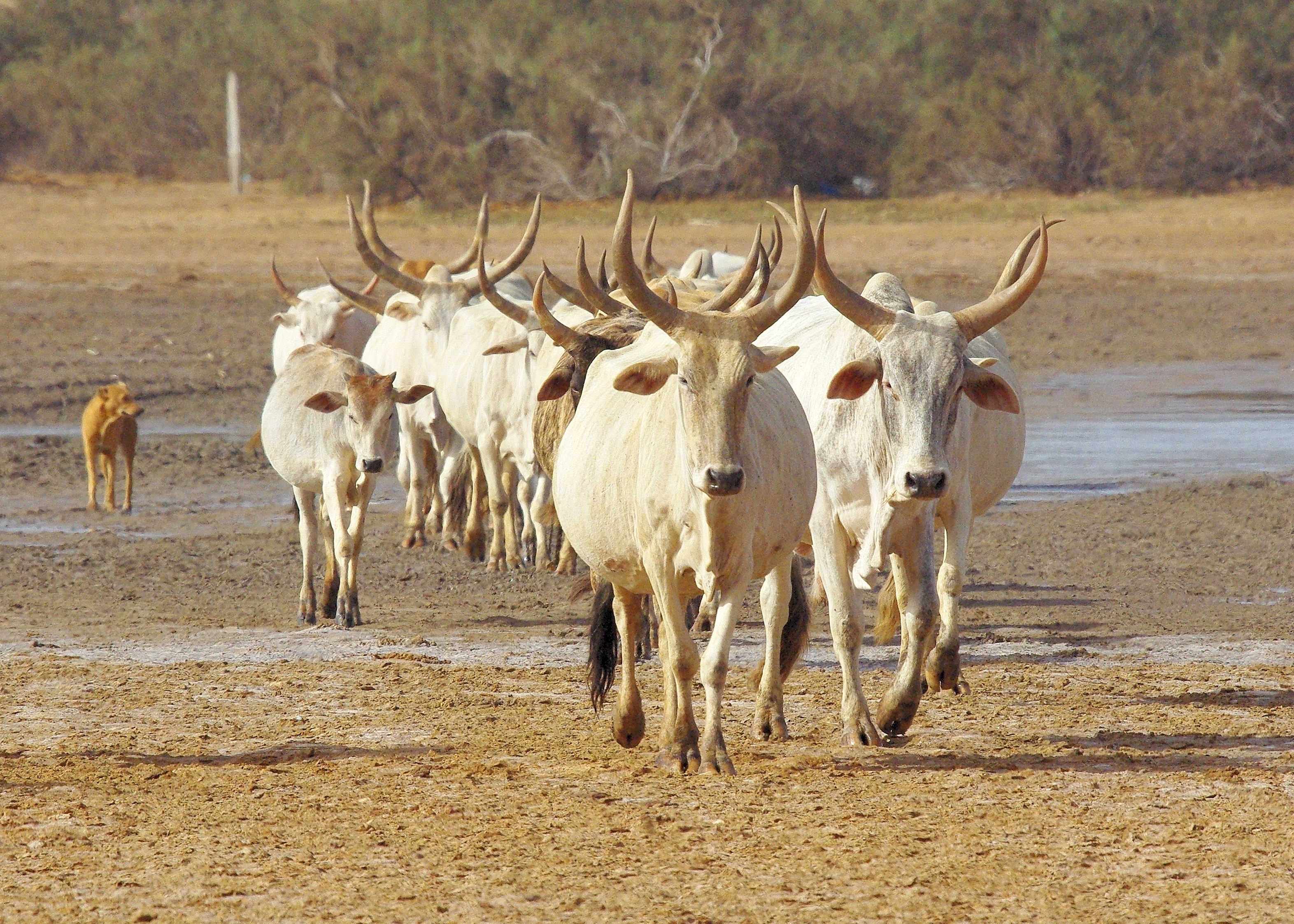 Zébus traversant la lagune à marée basse pour aller brouter les fanes dans les champs d'arachide juste récoltés. Lagune de la Somone, Sénégal