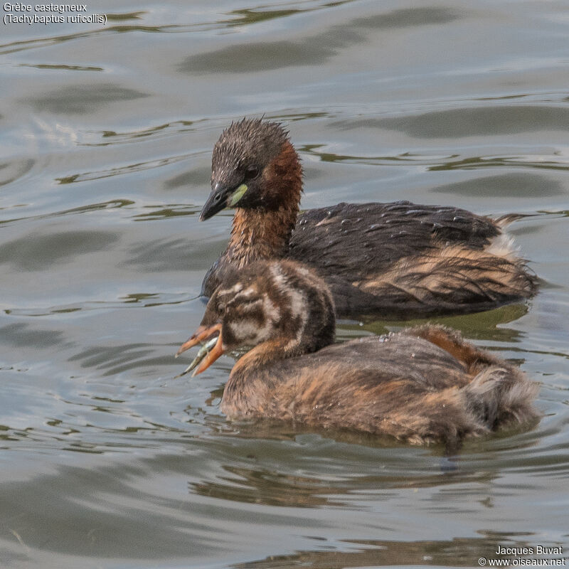 Grèbes castagneux (Little grebe, Tachybaptus ruficollis), femelle adulte et juvénile, Dépôt 54 de la Réserve Naturelle de Mont-Bernanchon, Hauts de France.