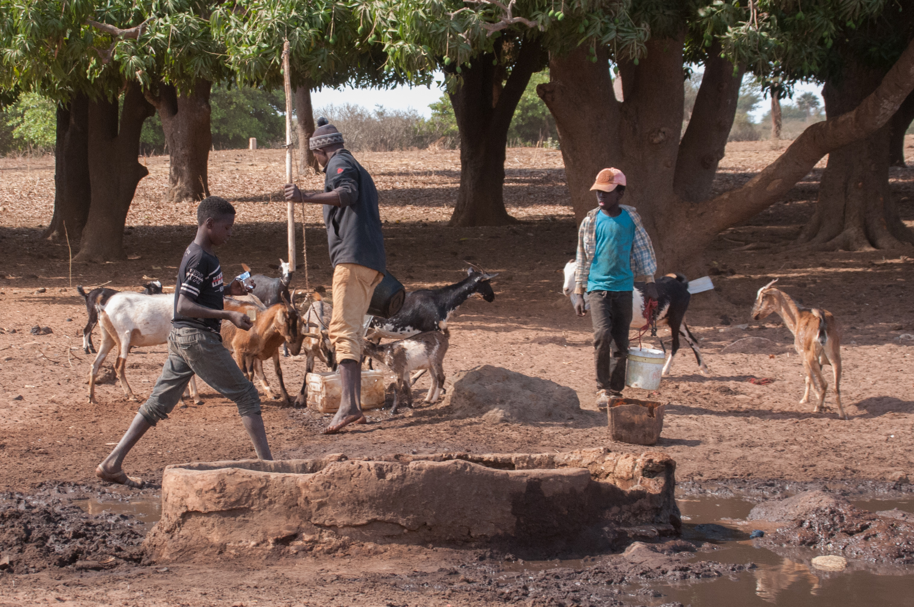 Abreuvoir de Thiafoura, région de Thiès, Sénégal, le bac des chèvres: 