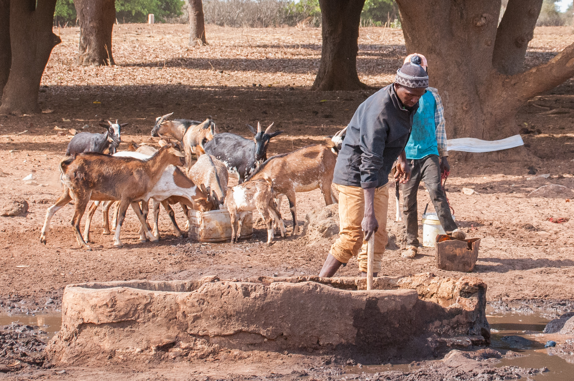 Abreuvoir de Thiafoura, région de Thiès, Sénégal. 