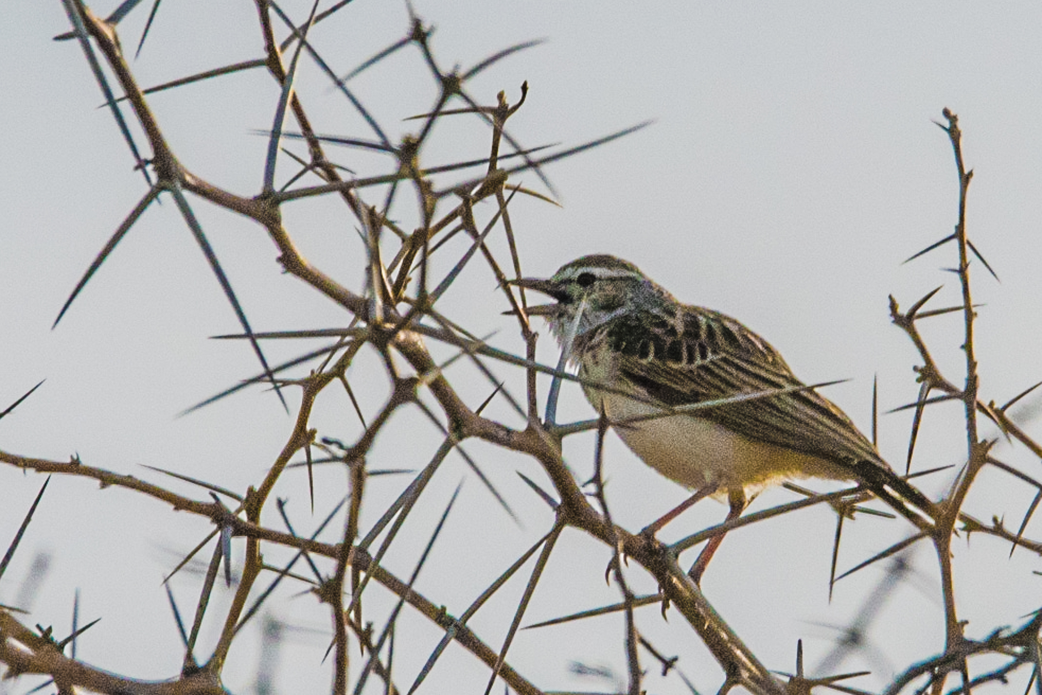 Alouette Sabota chantant (Sabota lark, Calendulauda Sabota), Namutoni, Parc National d'Etosha, Namibie.