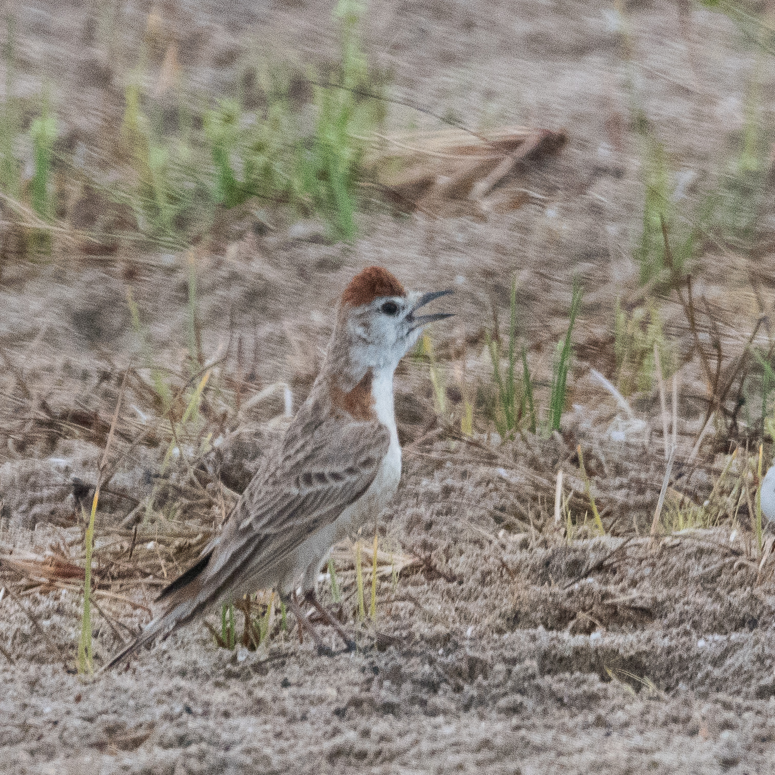 Alouette cendrille (Red-capped lark, Calandrella cinerea ssp spleniata), probable mâle chantant, Vallée de la rivière Hoarusib, Côte des squelettes, Kunene, Namibie.