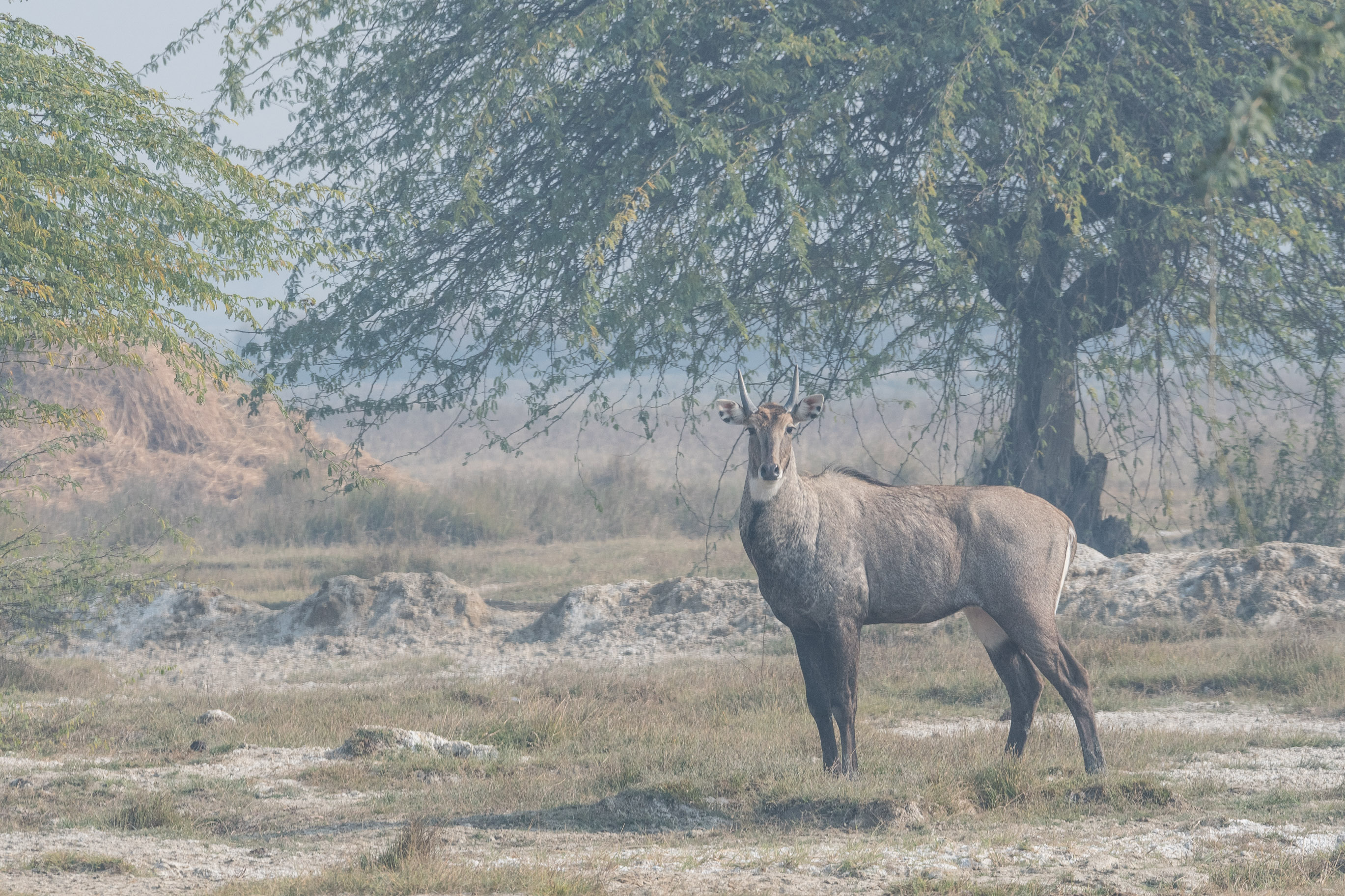 Antilope Nilgaut (Blue Neelgai, Blue Bull ou Indian Blue Antelope, Boselaphus tragocamelus), jeune mâle, National Chambal Sanctuary, Madya Pradesh, Inde