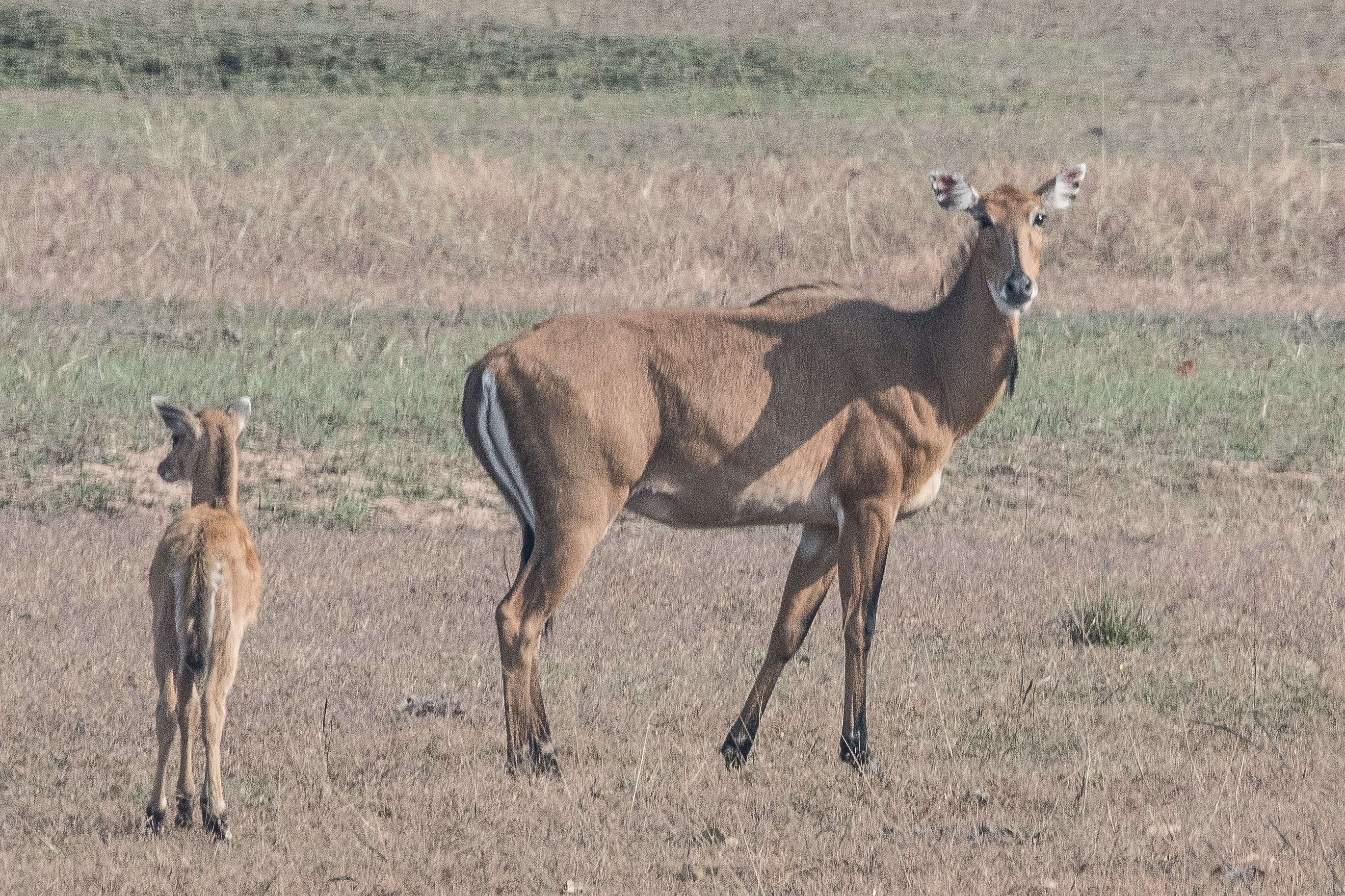 Antilope Nilgaut (Nilgaut antelope, Bosocephalus tragocamelus), femelle adulte et juvénile, Bandhavgarh National Park, Inde