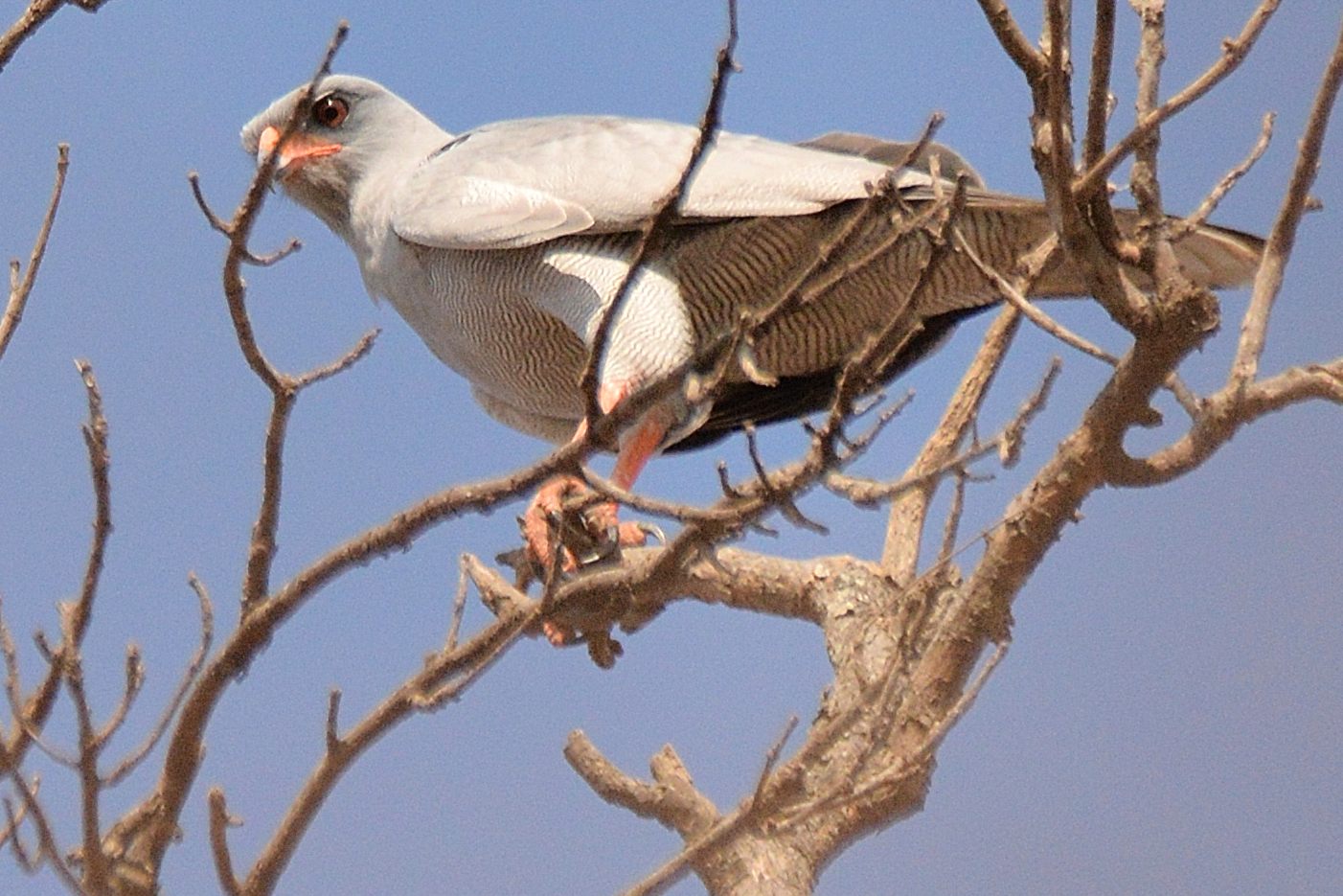 Autour sombre adulte (Dark-chanting Goshawk, Melierax metabates), Piste de l’Autour sombre, Guéreo, Région de Thiès, Sénégal. 
